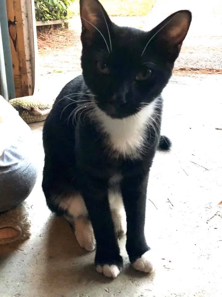 Lost cat in Valdosta, GA, 31602