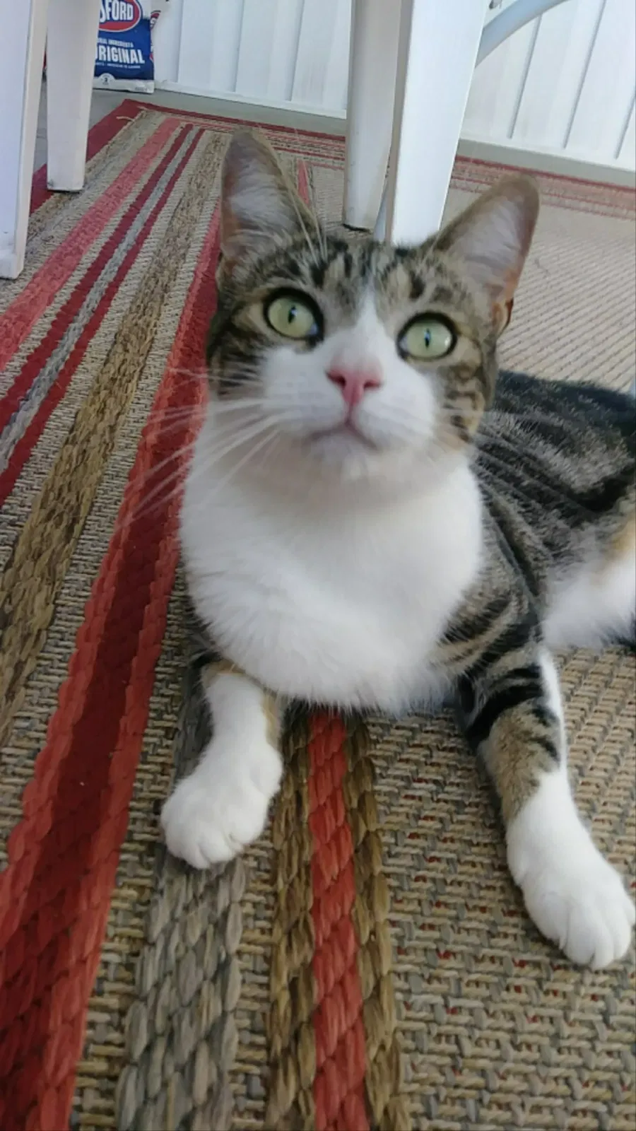 Lost cat in Holly Ridge, NC, 28445