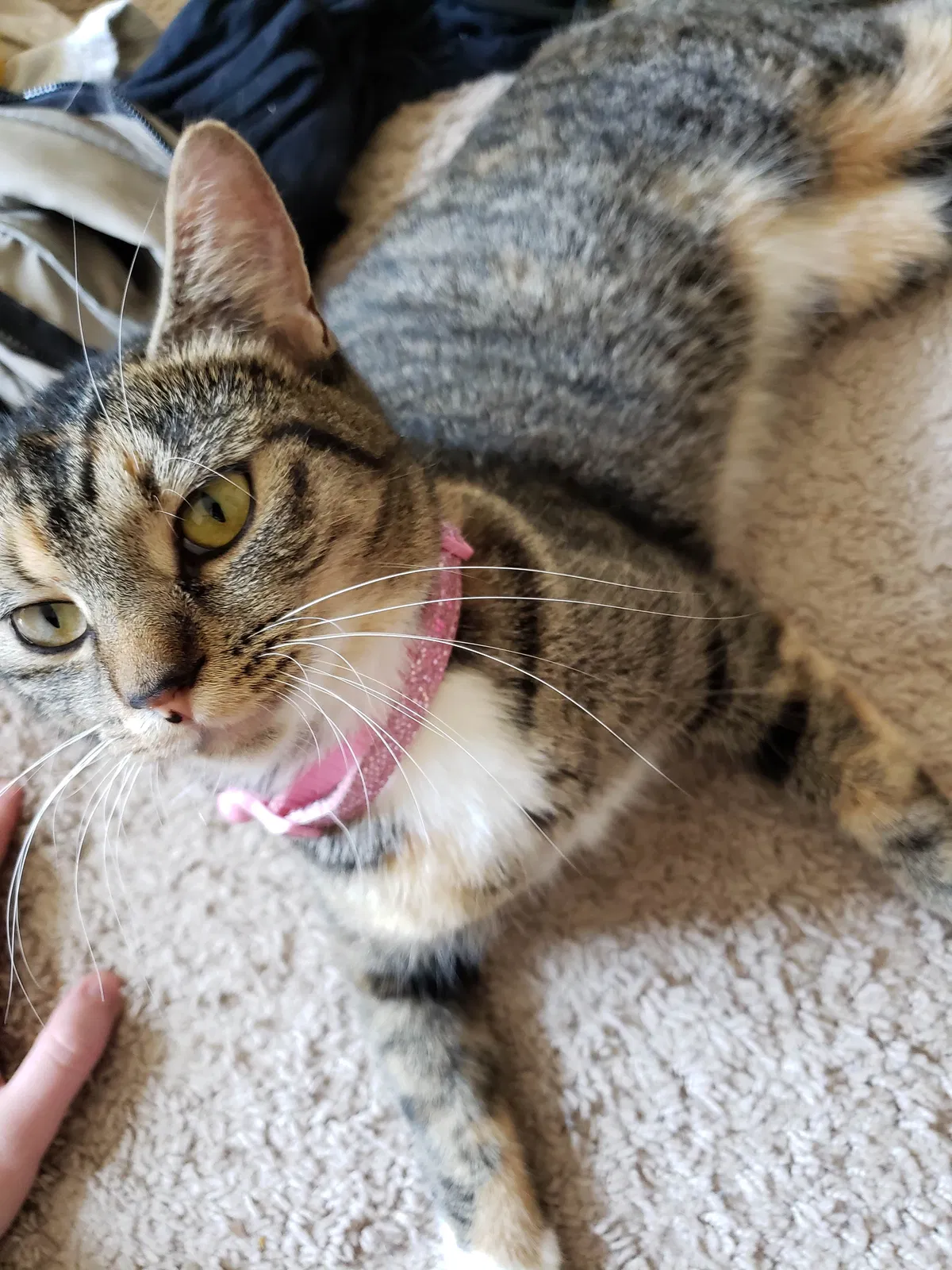 Lost cat in Oneida, NY, 13421