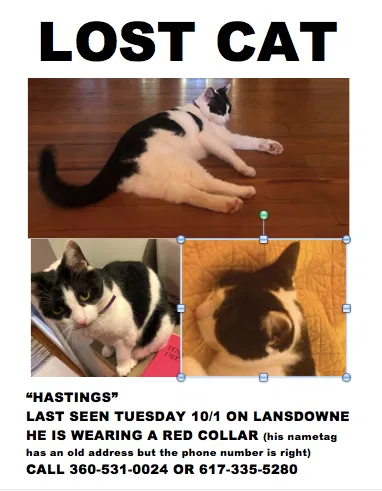 Lost cat in Decatur, GA, 30030