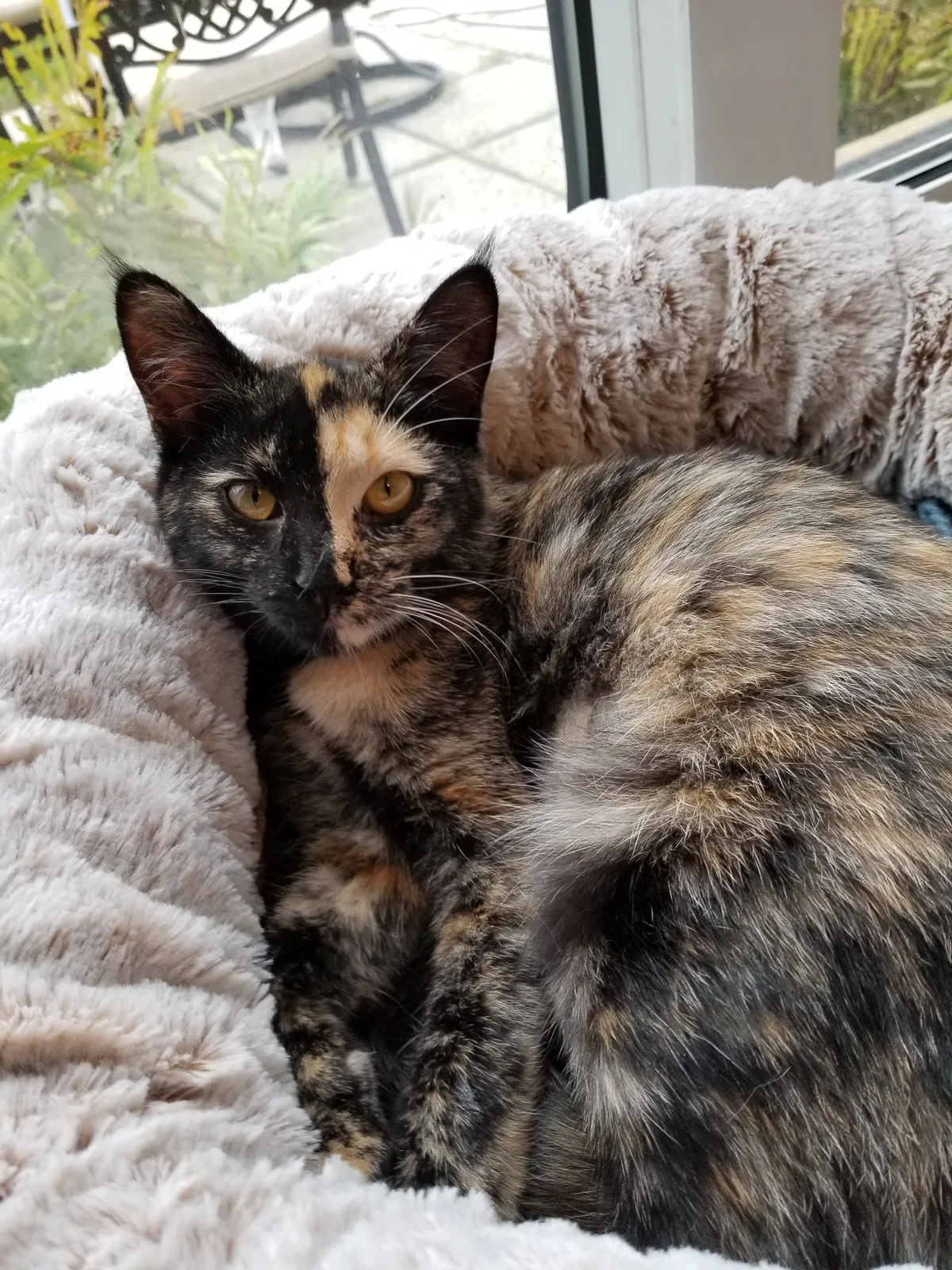 Lost cat in Dearborn, MI, 48124