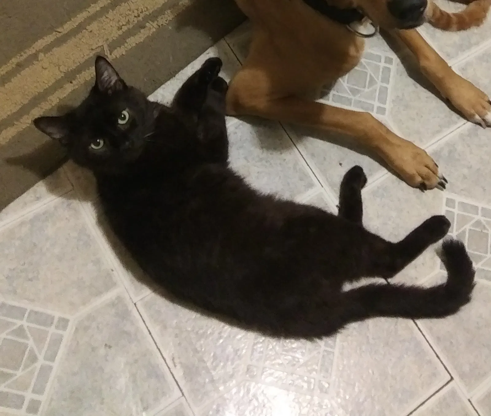 Lost cat in Indianapolis, IN, 46205