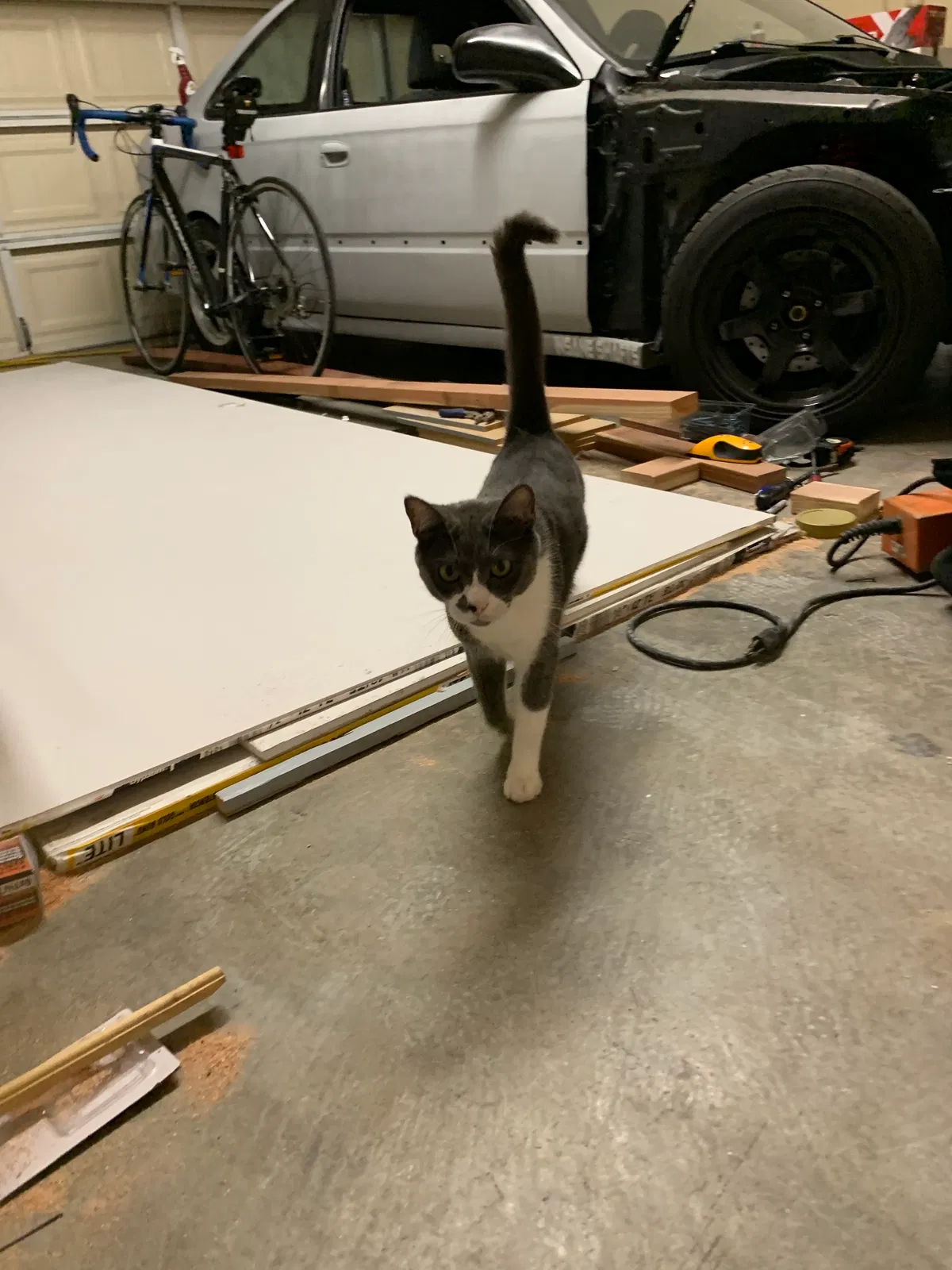 Lost cat in Malibu, CA, 90265