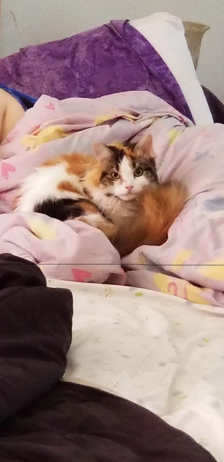 Lost cat in Coatesville, PA, 19320