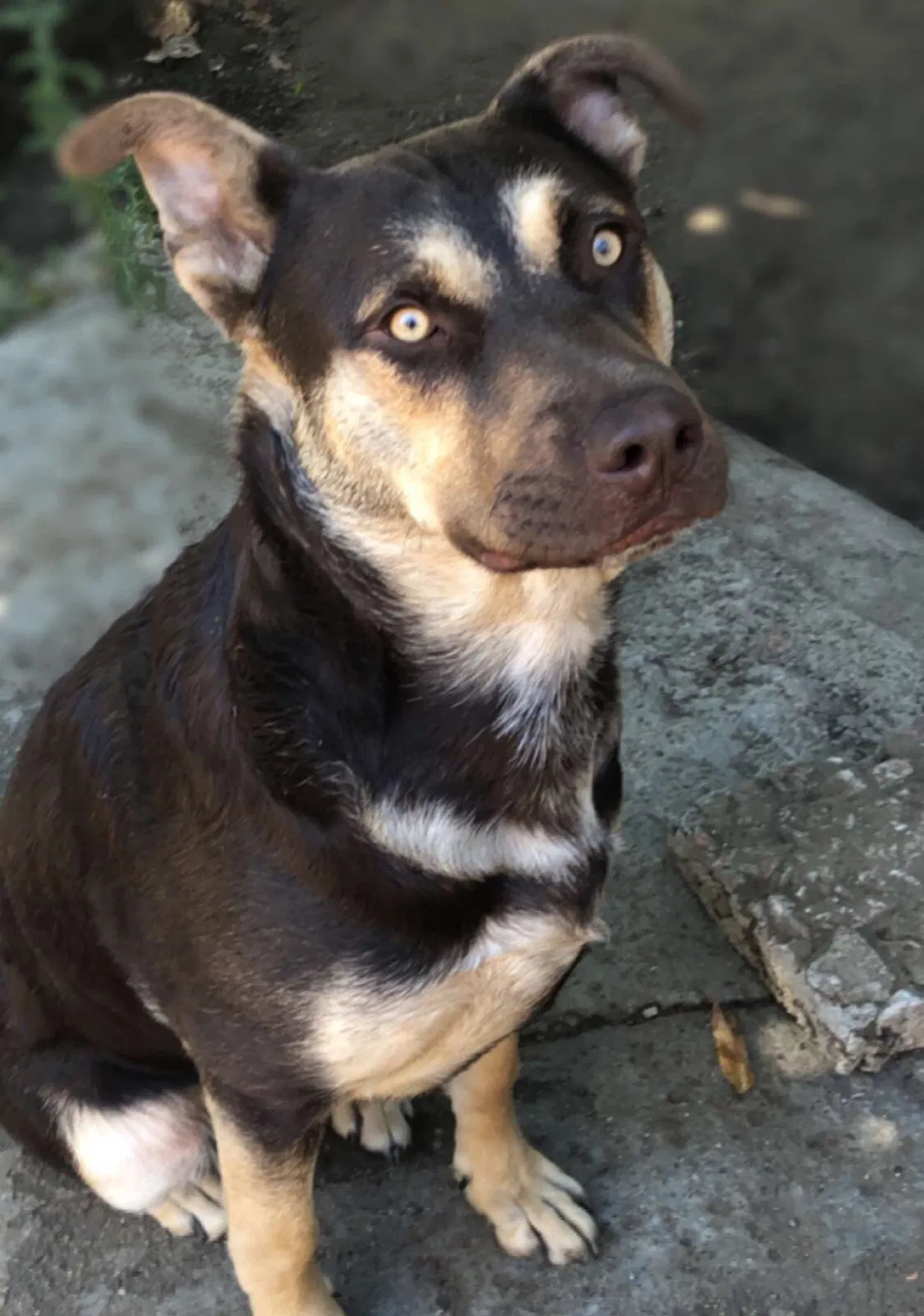 Lost dog in Pacoima, CA, 91331