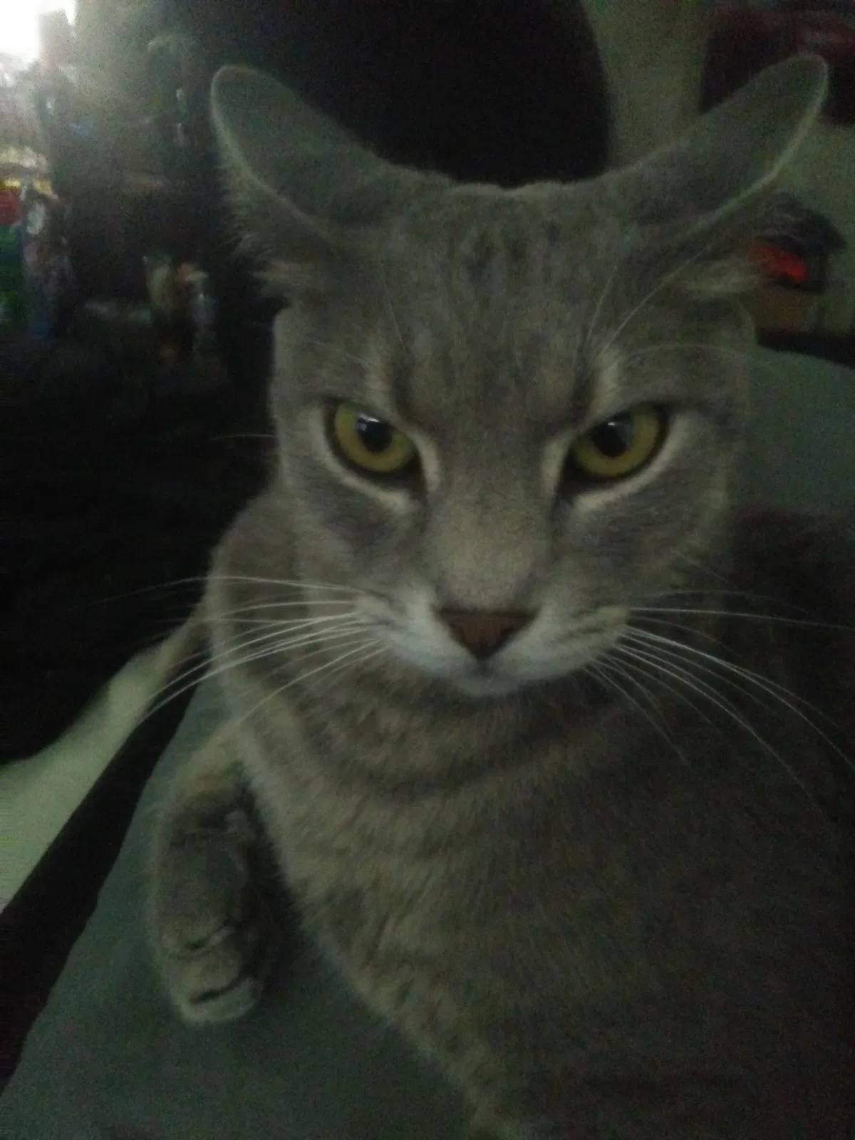 Lost cat in Tucson, AZ, 85730