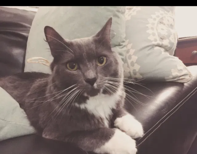 Lost cat in Charlotte, NC, 28262