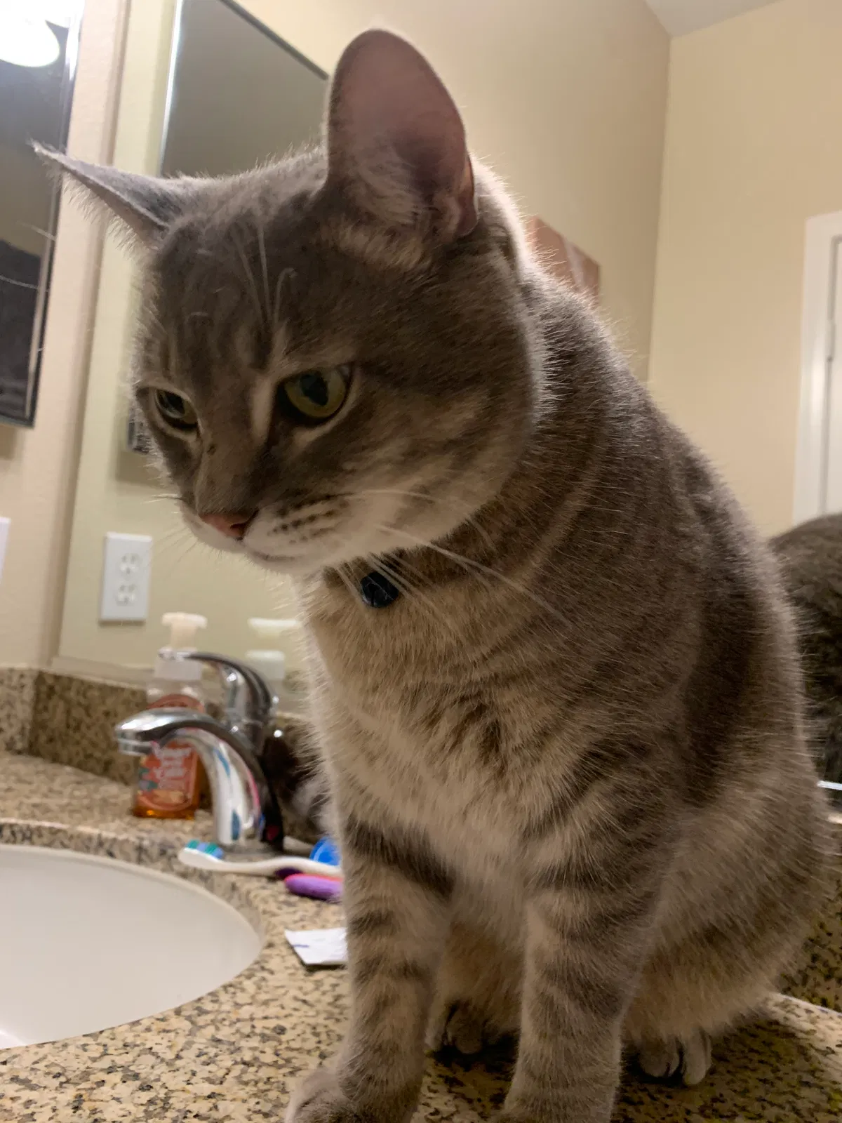 Lost cat in Irvine, CA, 92620