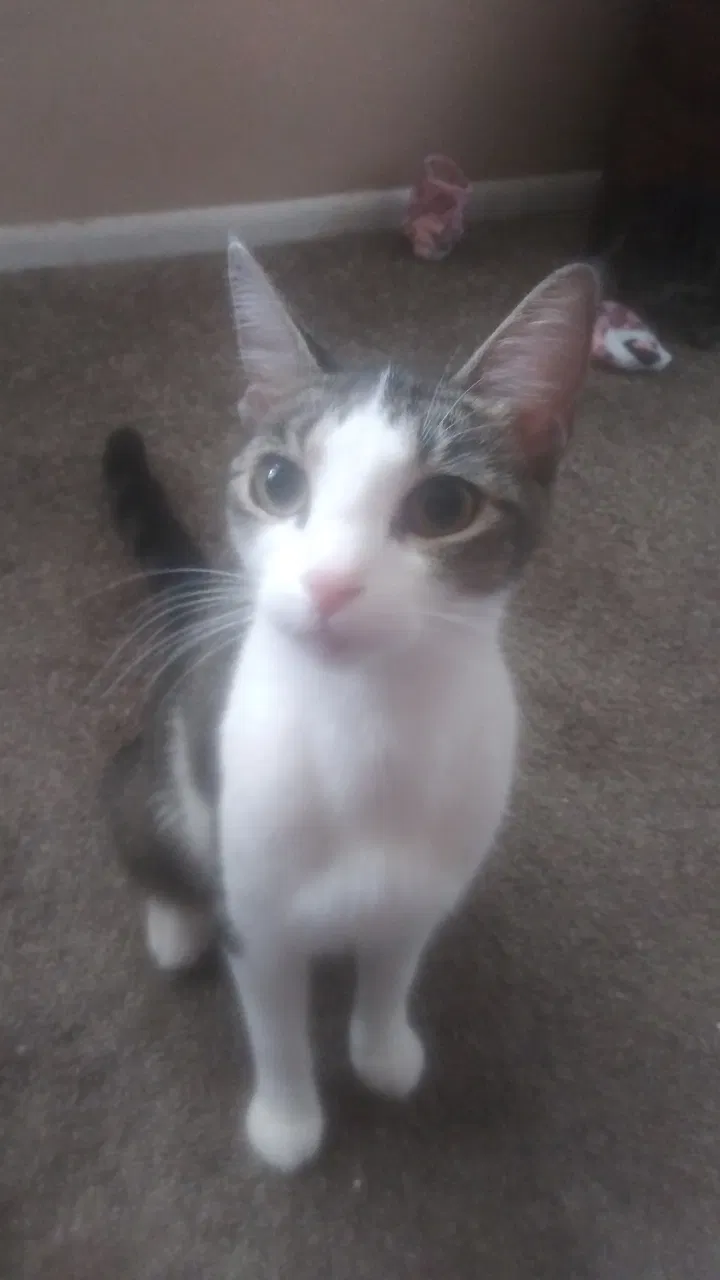 Lost cat in Palm Bay, FL, 32909
