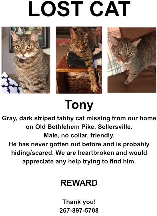 Lost cat in Sellersville, PA, 18960