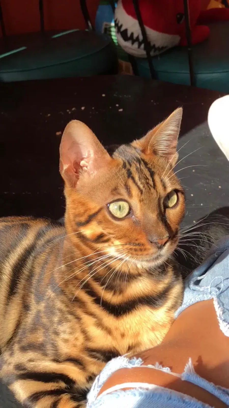 Lost cat in Saint Paul, MN, 55125