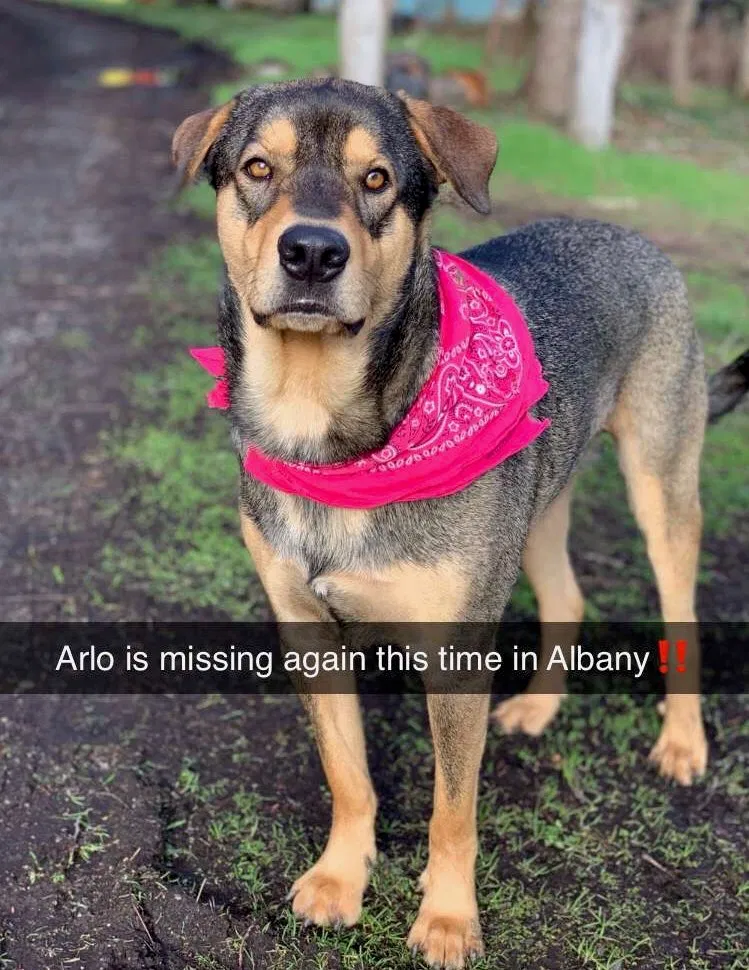 Lost dog in Corvallis, OR, 97331