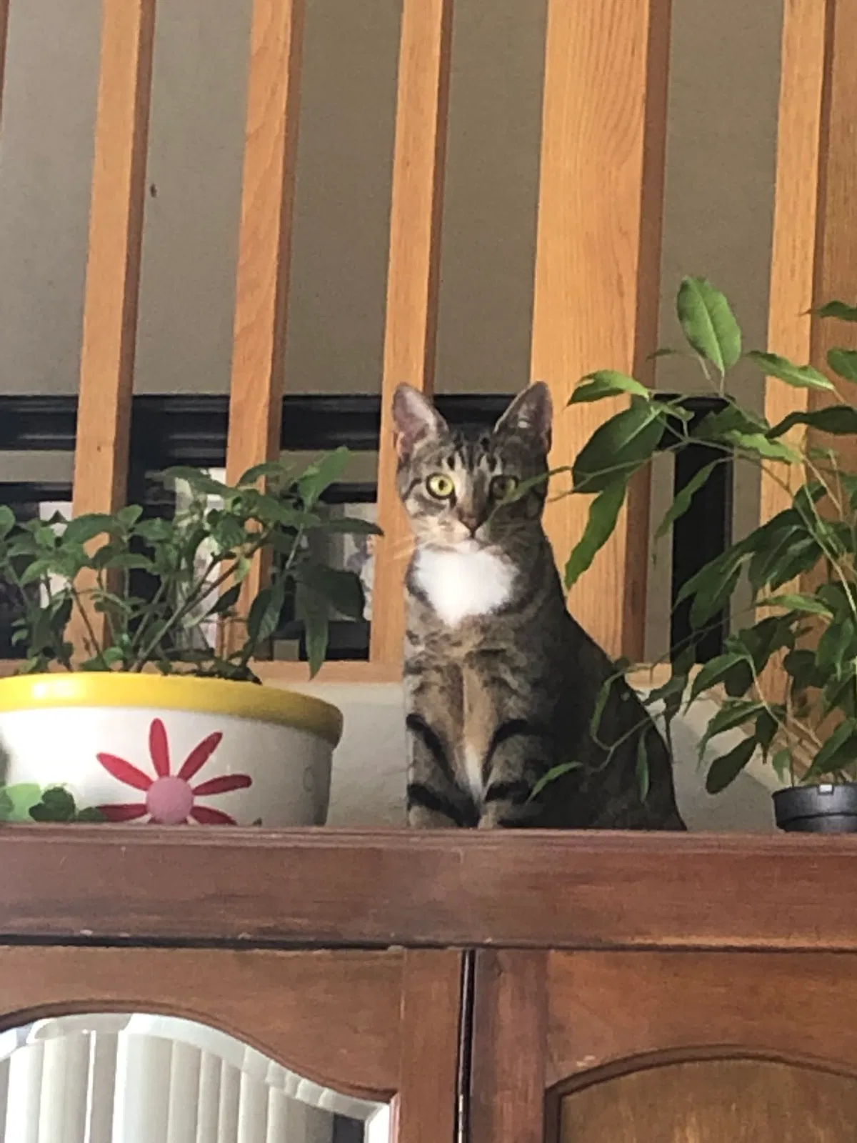 Lost cat in Goodyear, AZ, 85338