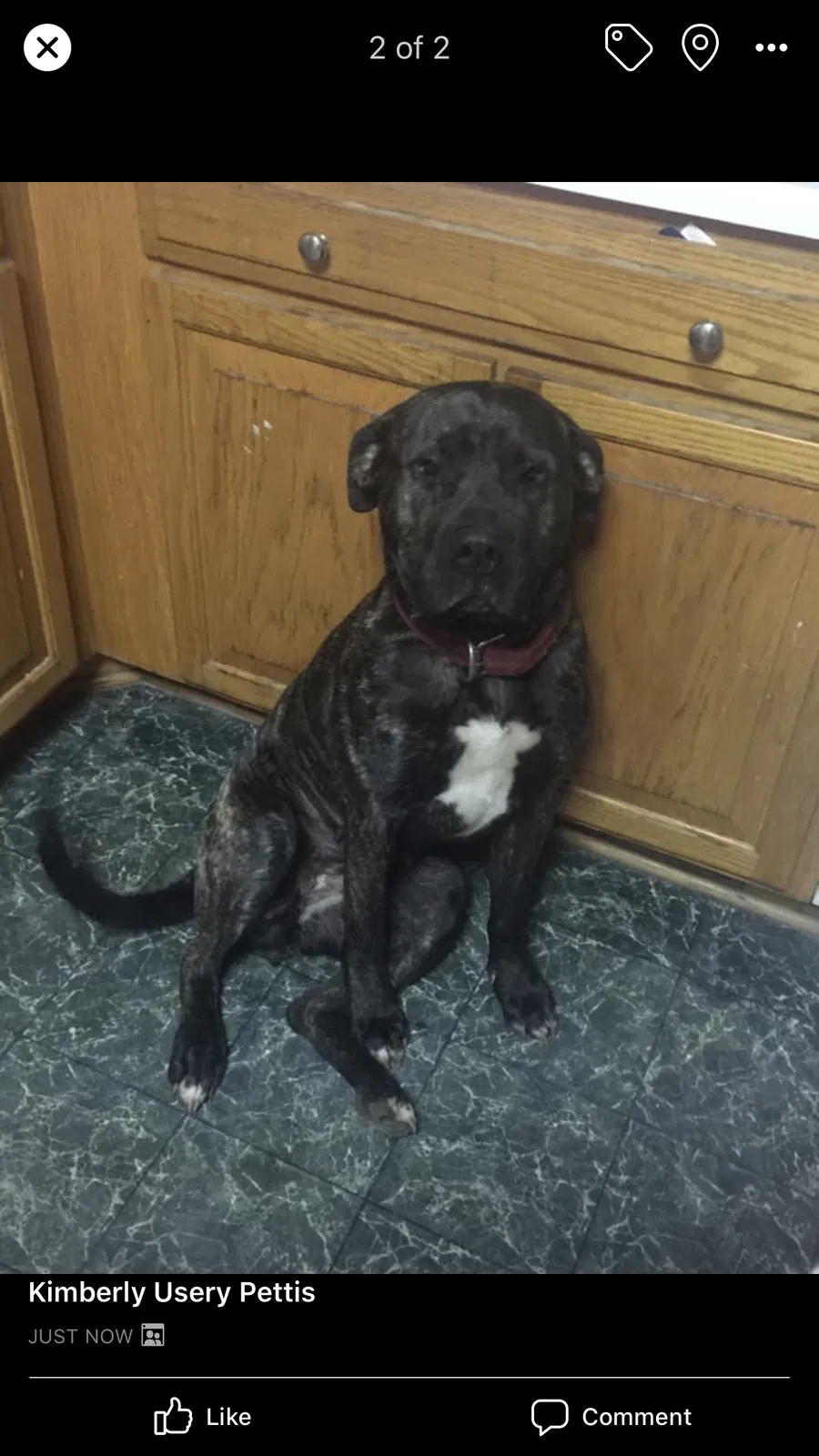 Lost dog in Gastonia, NC, 28052