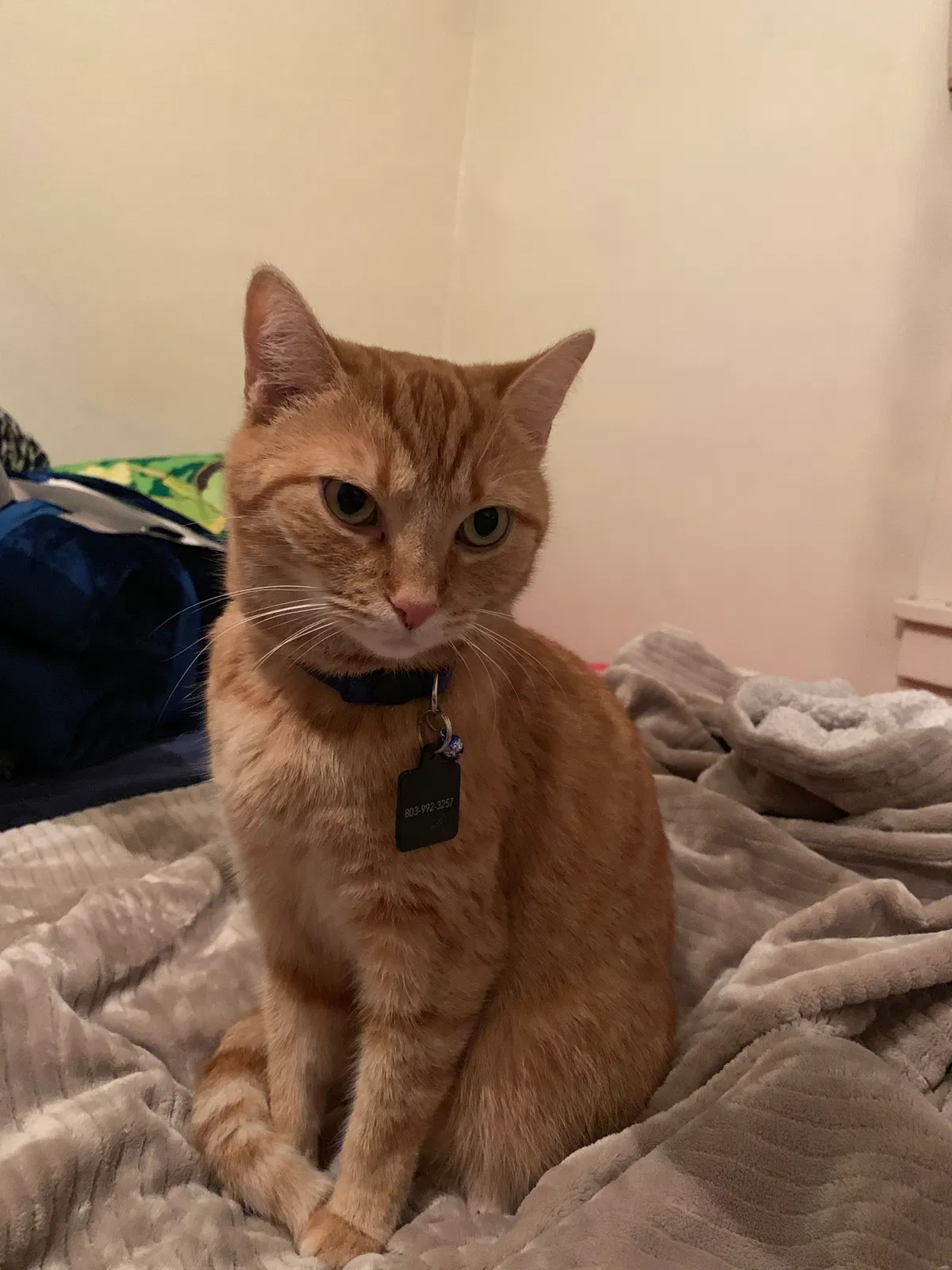 Lost cat in Lorain, OH, 44055