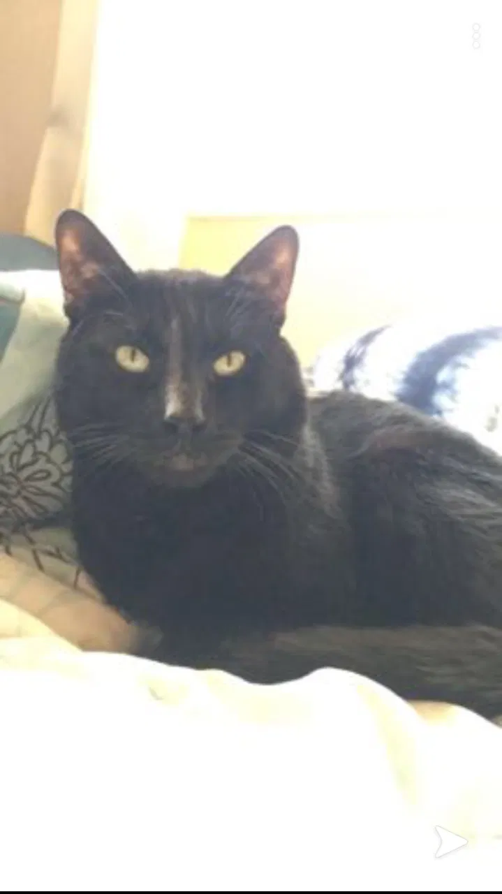 Lost cat in Charlottesville, VA, 22903