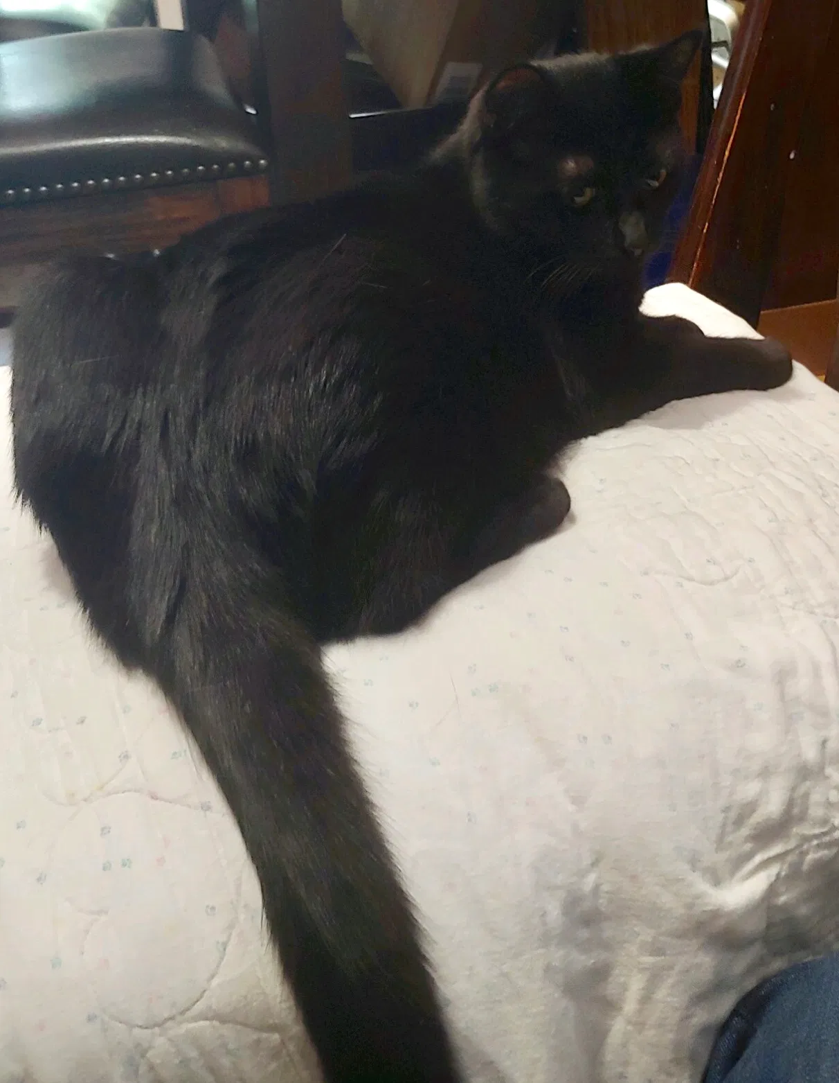 Lost cat in Charlotte, NC, 28277