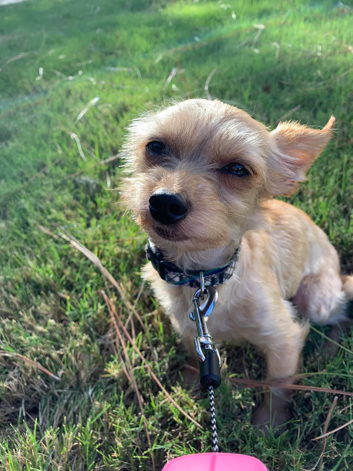 Lost dog in Birmingham, AL, 35209