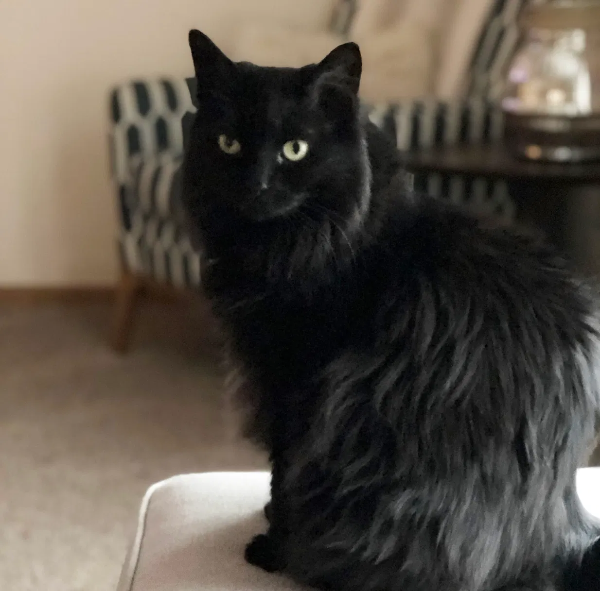 Lost cat in Marysville, OH, 43040