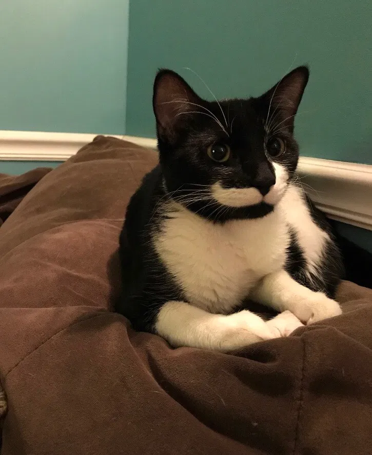 Lost cat in Rochester, NY, 14616