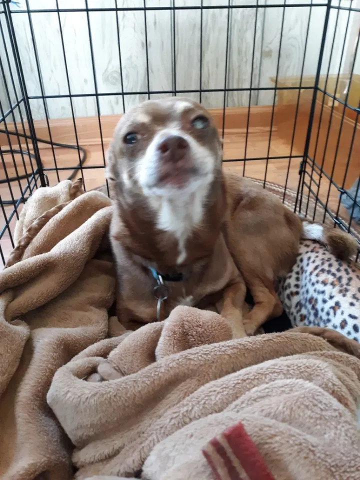 Lost dog in Greer, SC, 29650