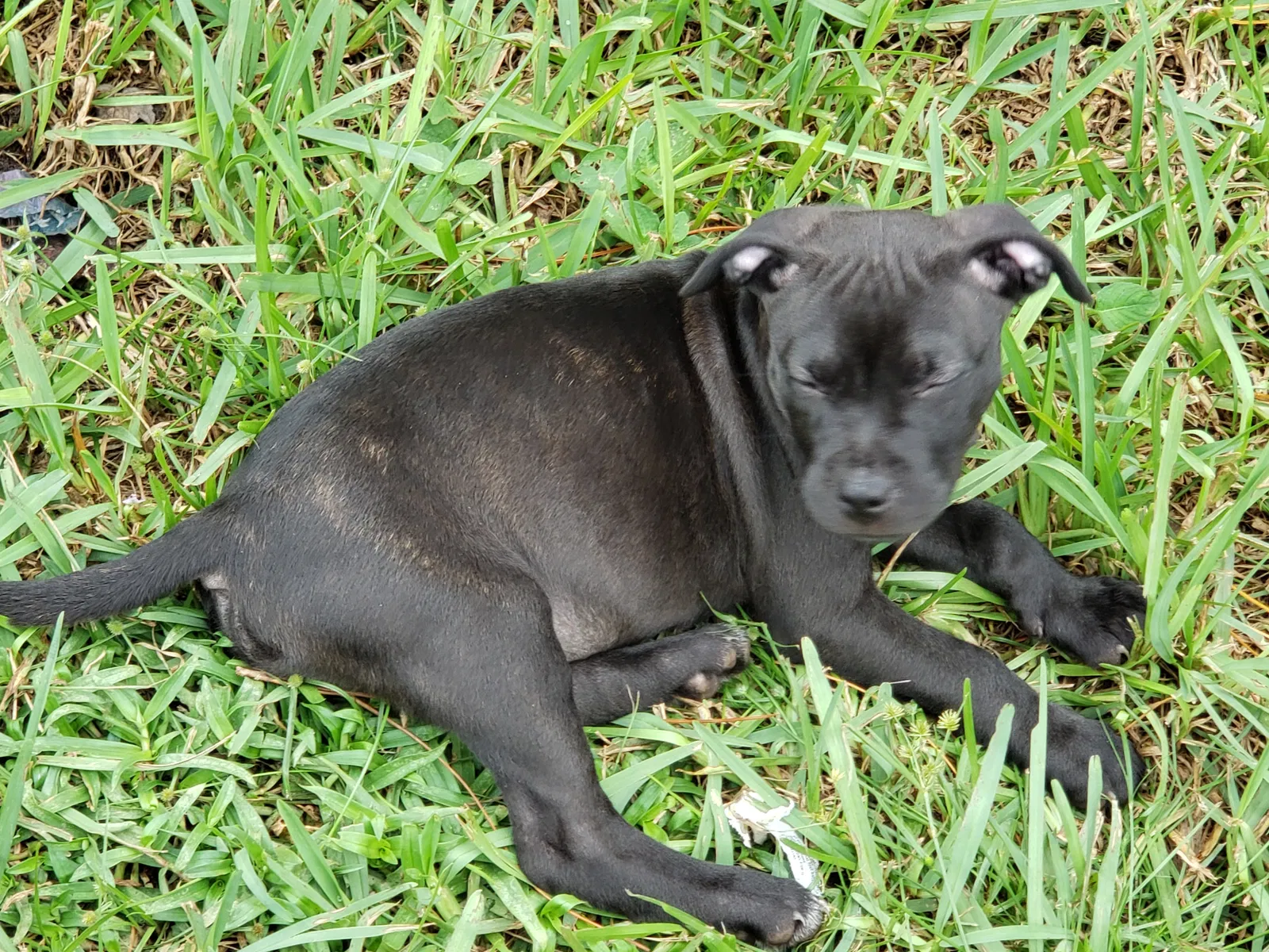 Lost dog in Orlando, FL, 32825