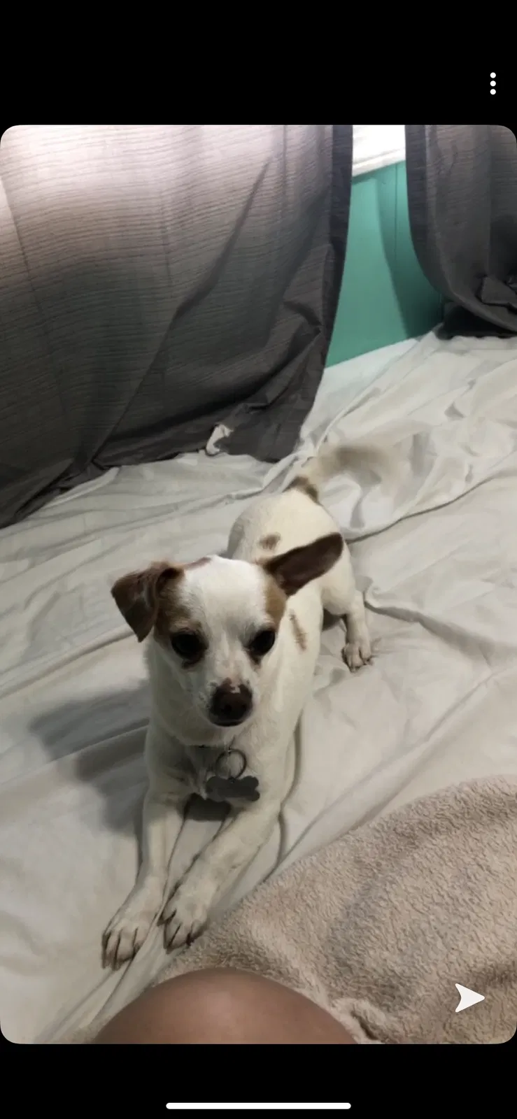 Lost dog in Kennewick, WA, 99337