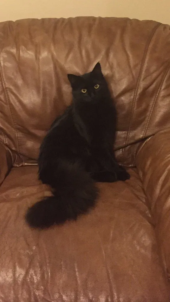 Lost cat in Salt Lake City, UT, 84128