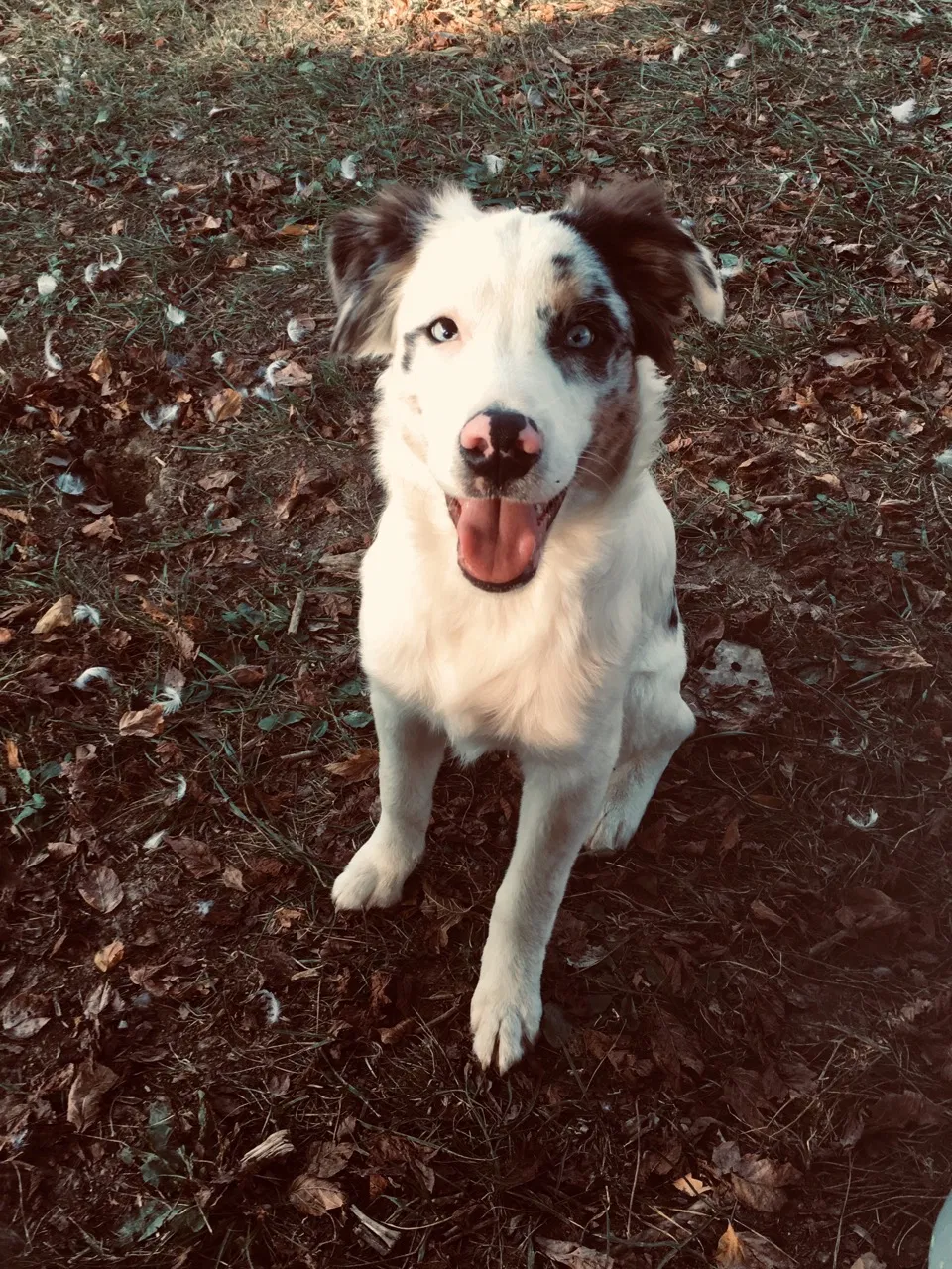 Lost dog in Blaine, TN, 37709