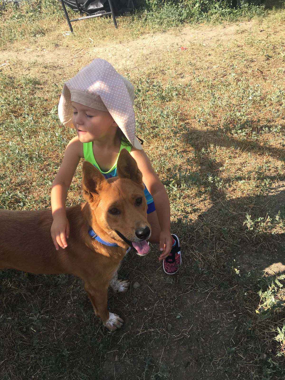 Lost dog in Denver, CO, 80229