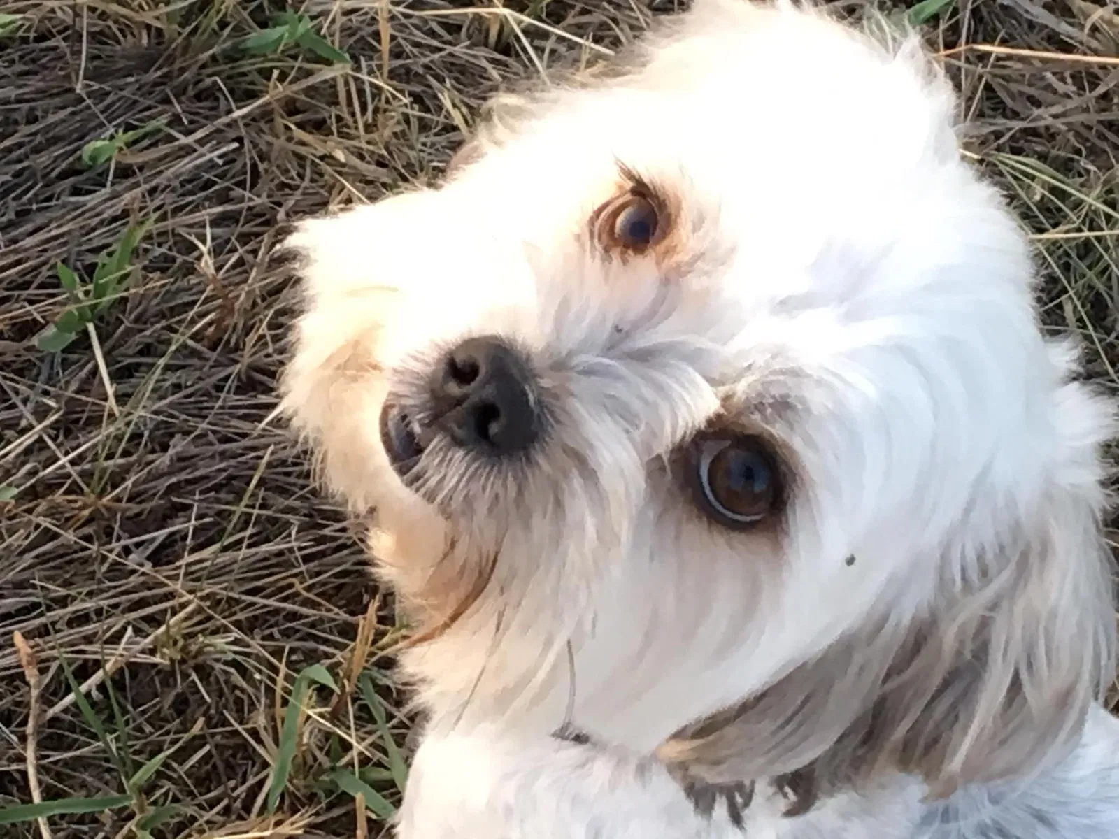 Lost dog in Charlo, MT, 59824