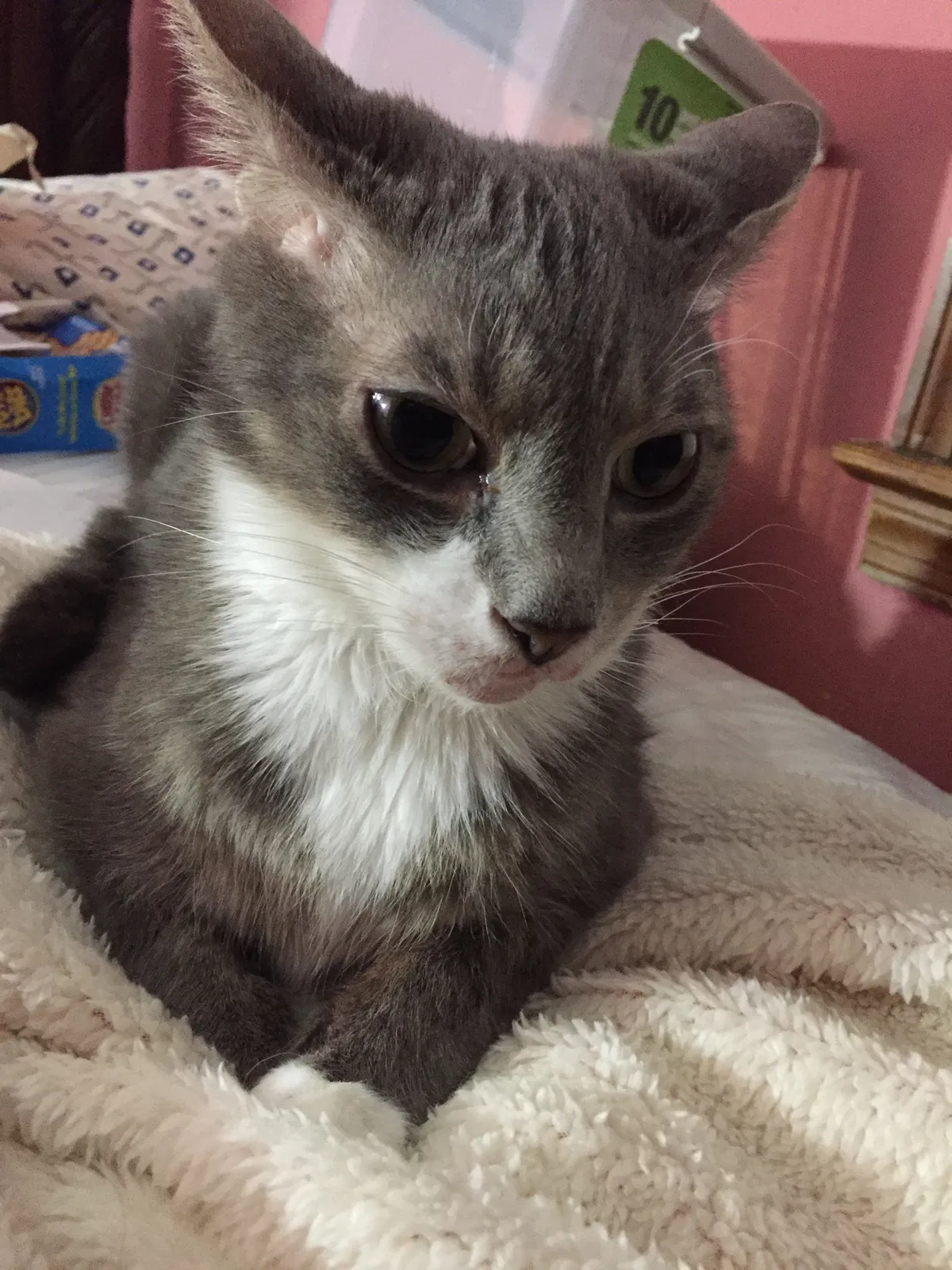Lost cat in Baltimore, MD, 21230