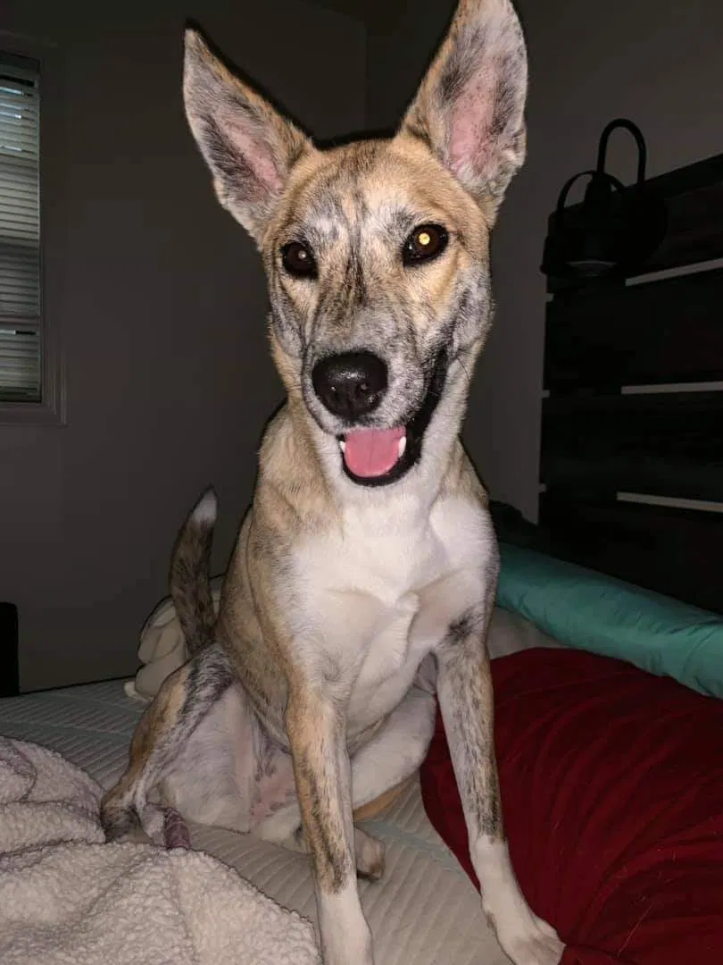 Lost dog in Concord, NC, 28025