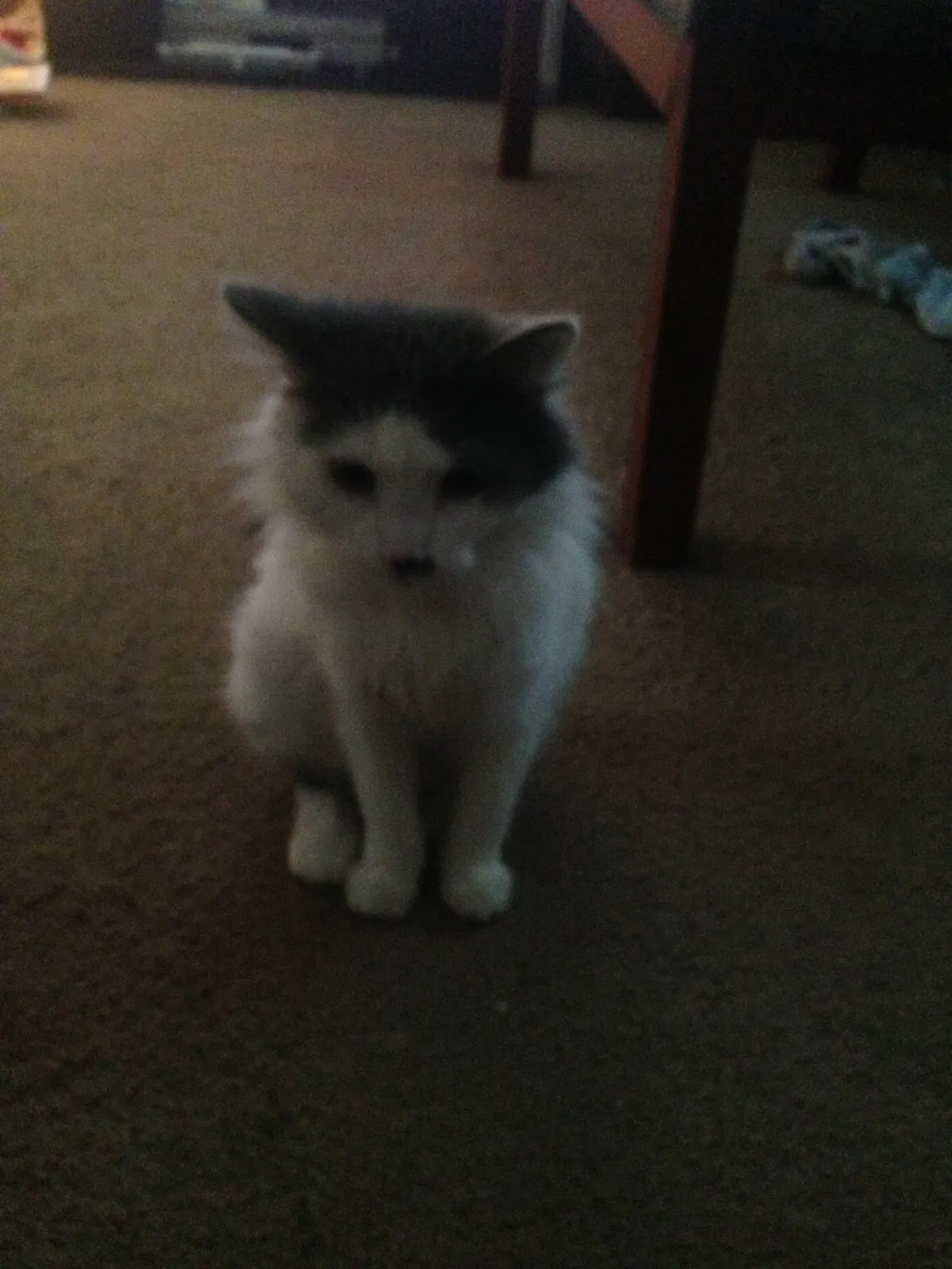 Lost cat in Pittsburgh, PA, 15227