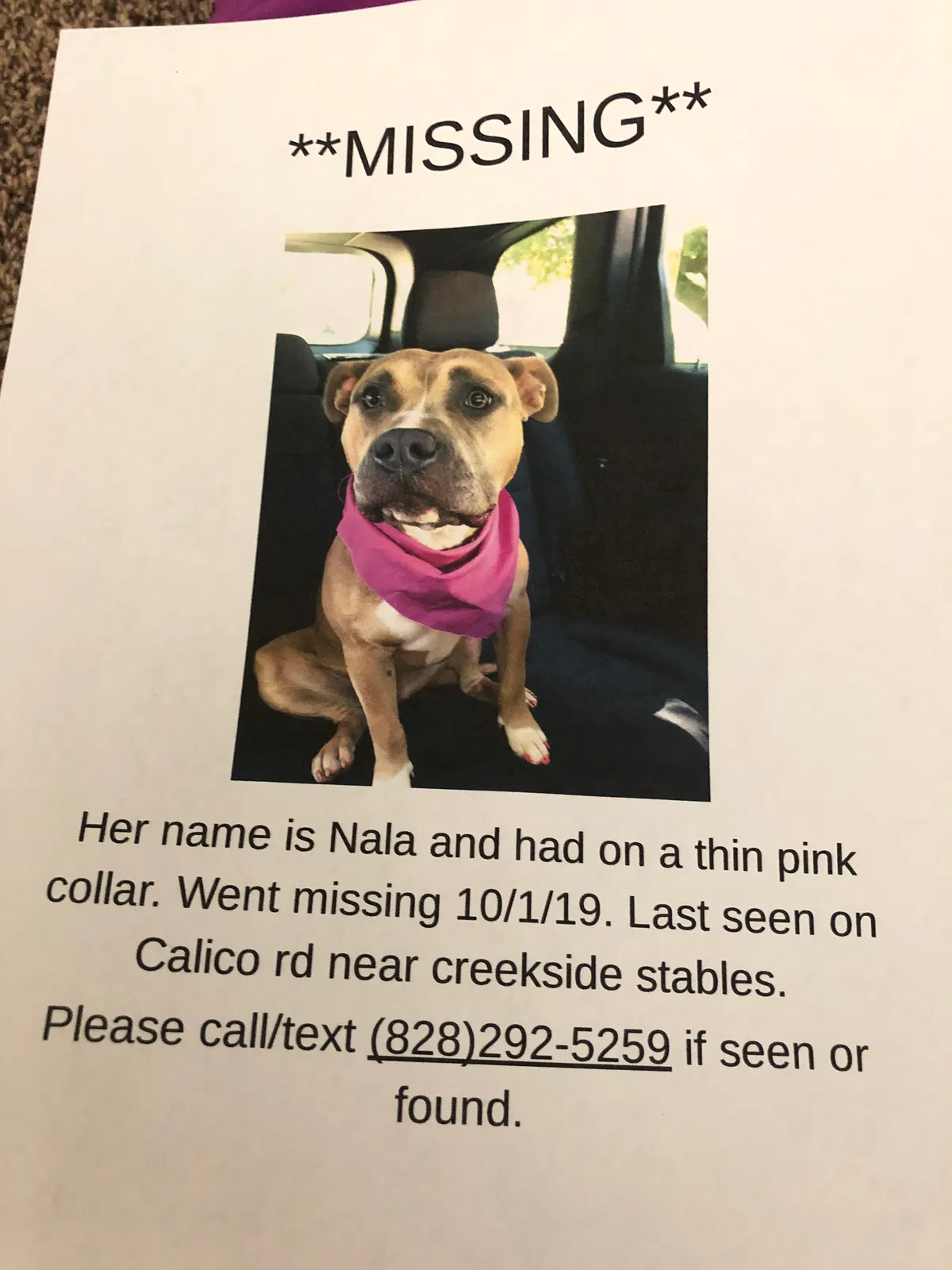 Lost dog in Lenoir, NC, 28645