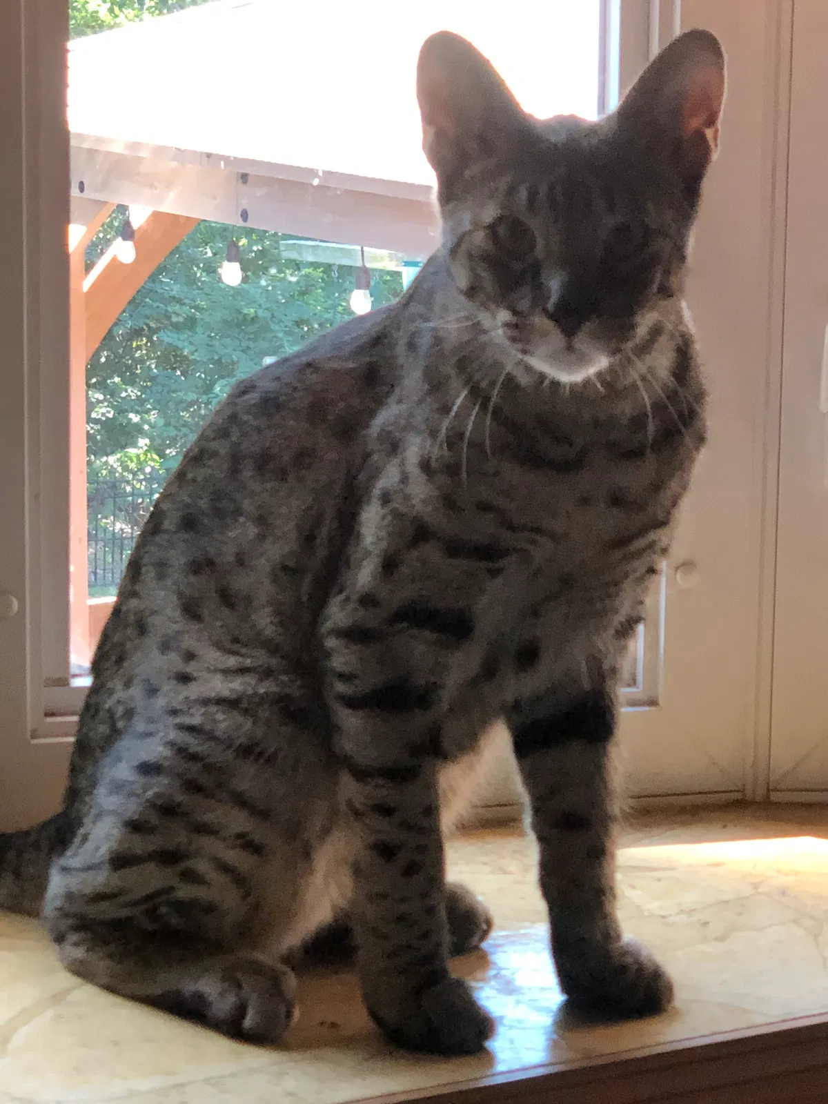 Lost cat in Dayton, OH, 45449