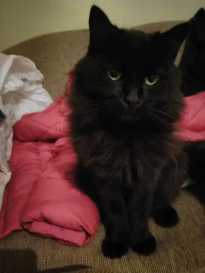 Lost cat in Walhalla, SC, 29691