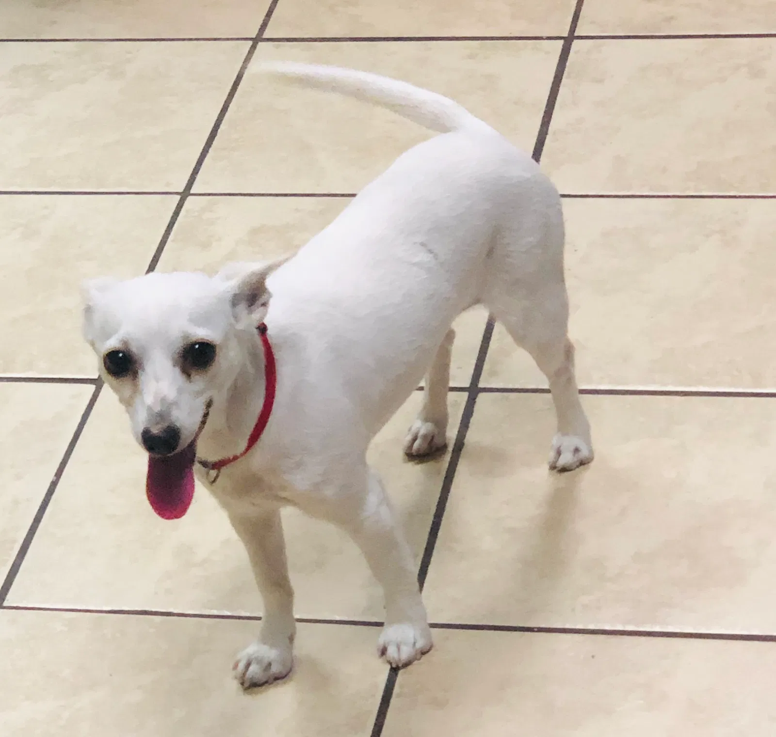 Lost dog in Grand Junction, CO, 81503