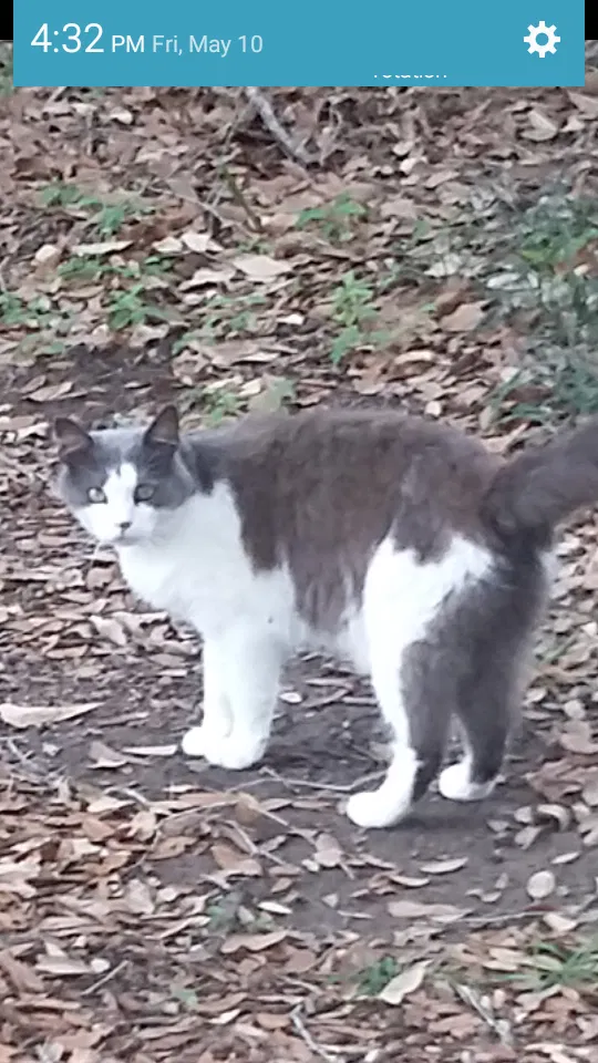 Lost cat in Foley, AL, 36535