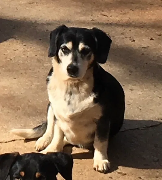 Lost dog in Greenville, SC, 29611