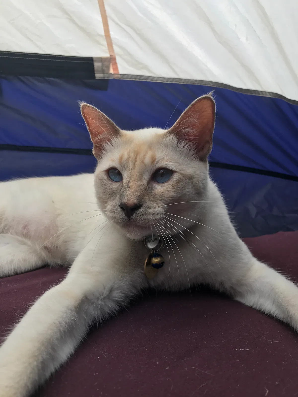 Lost cat in Ventura, CA, 93001
