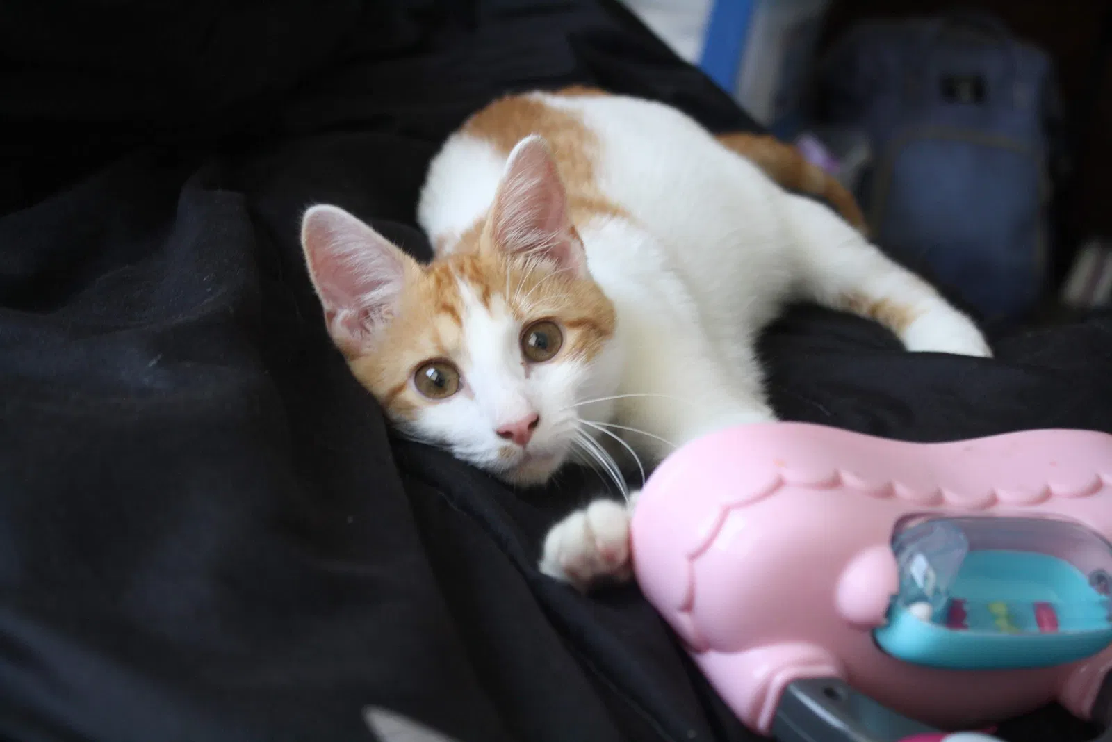 Lost cat in Middletown, OH, 45042