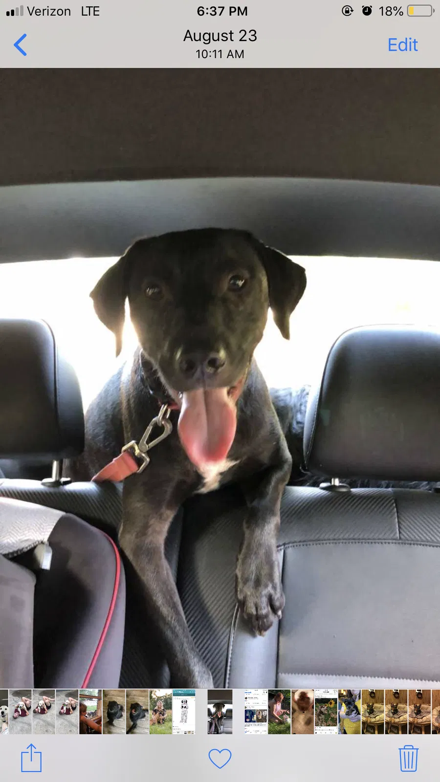 Lost dog in Walkertown, NC, 27051