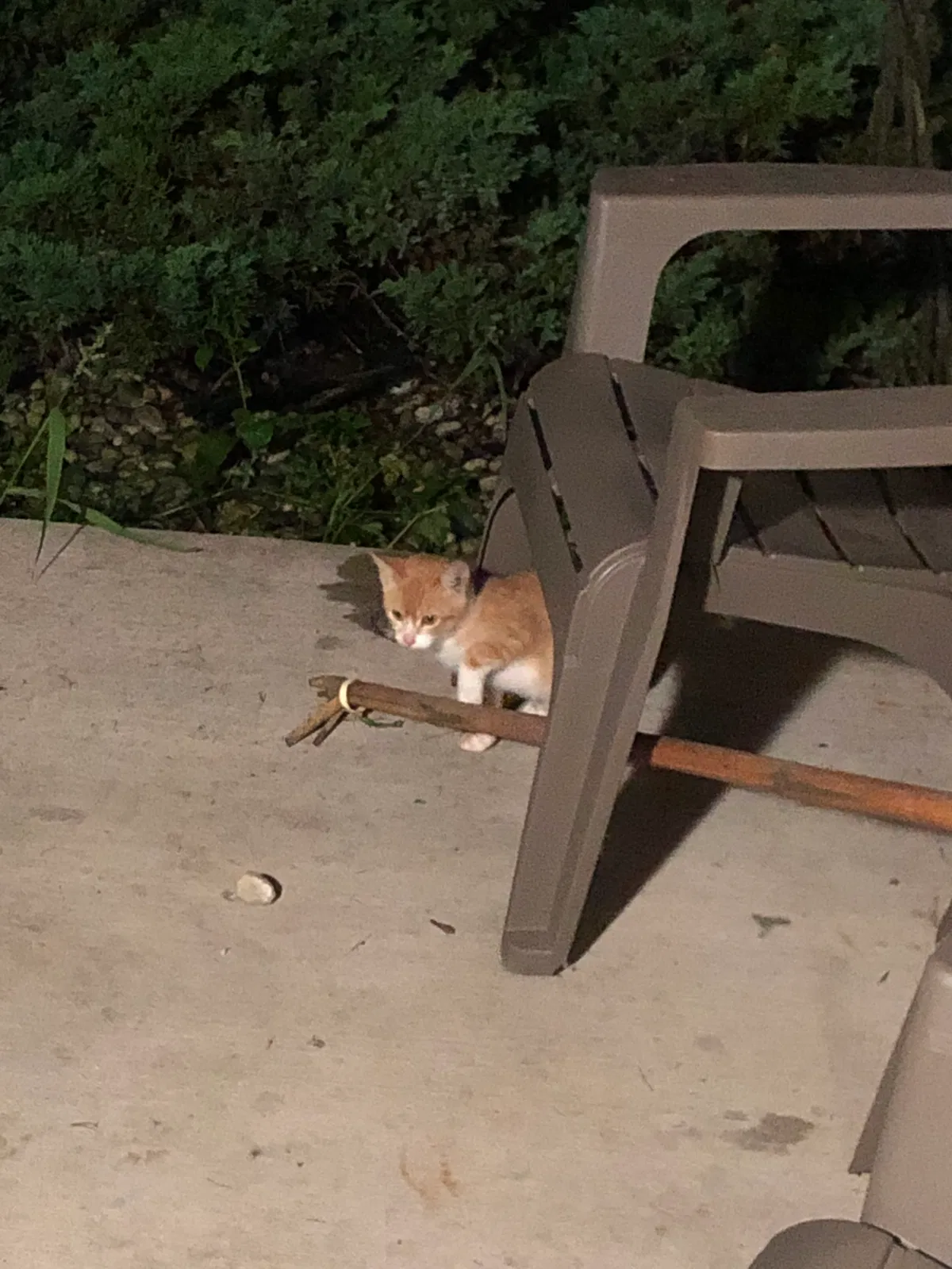 Found cat in Johnson Creek, WI, 53038