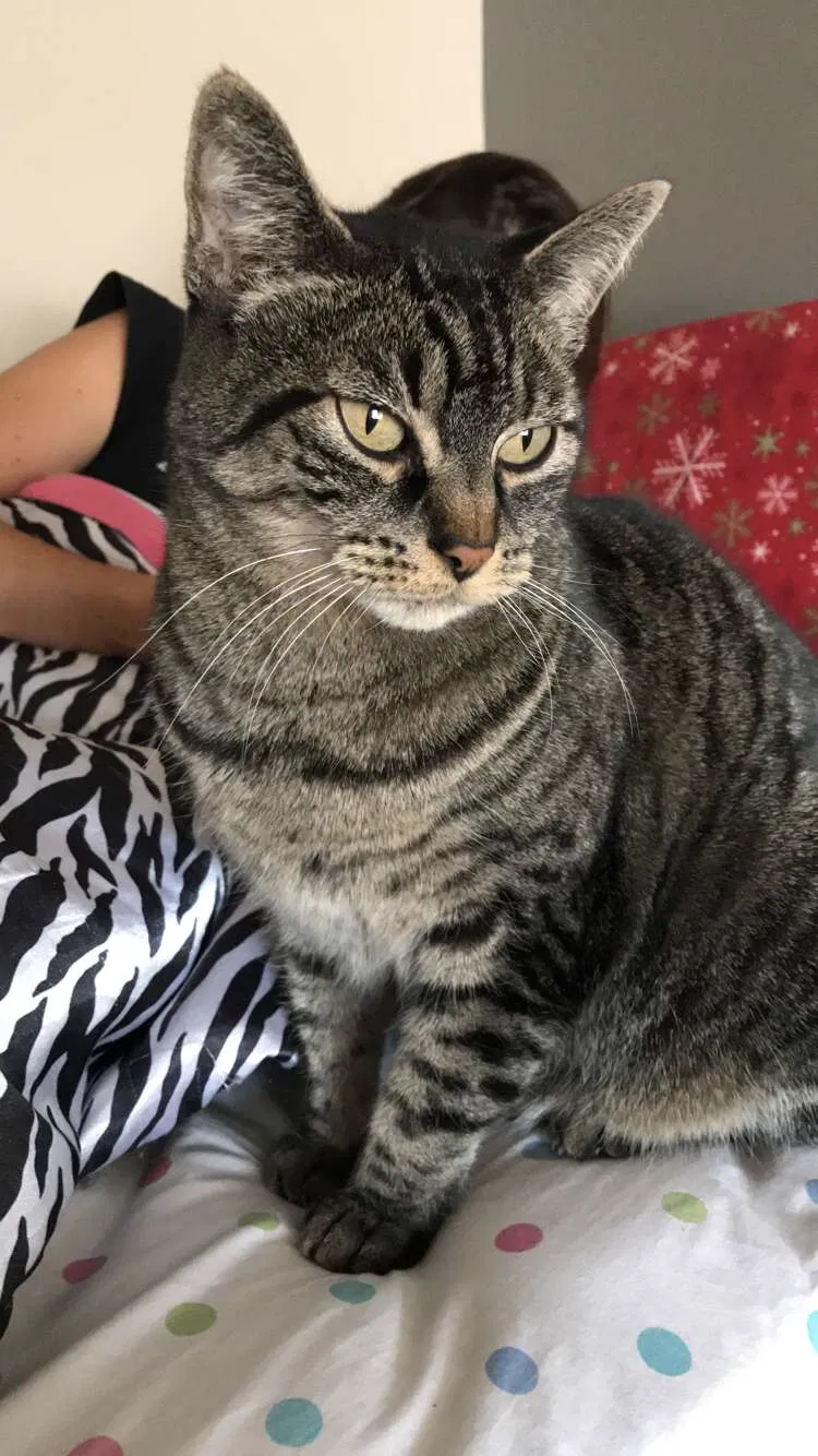 Lost cat in Unknown, OR, 97703
