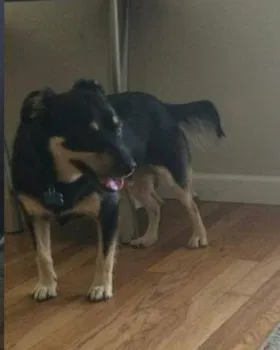 Lost dog in Fresno, CA, 93705