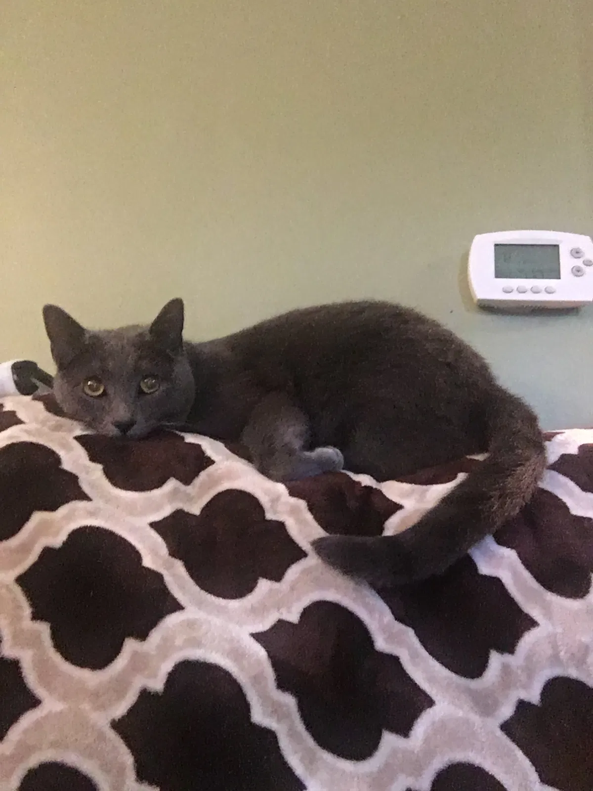 Lost cat in Rochester, NY, 14616
