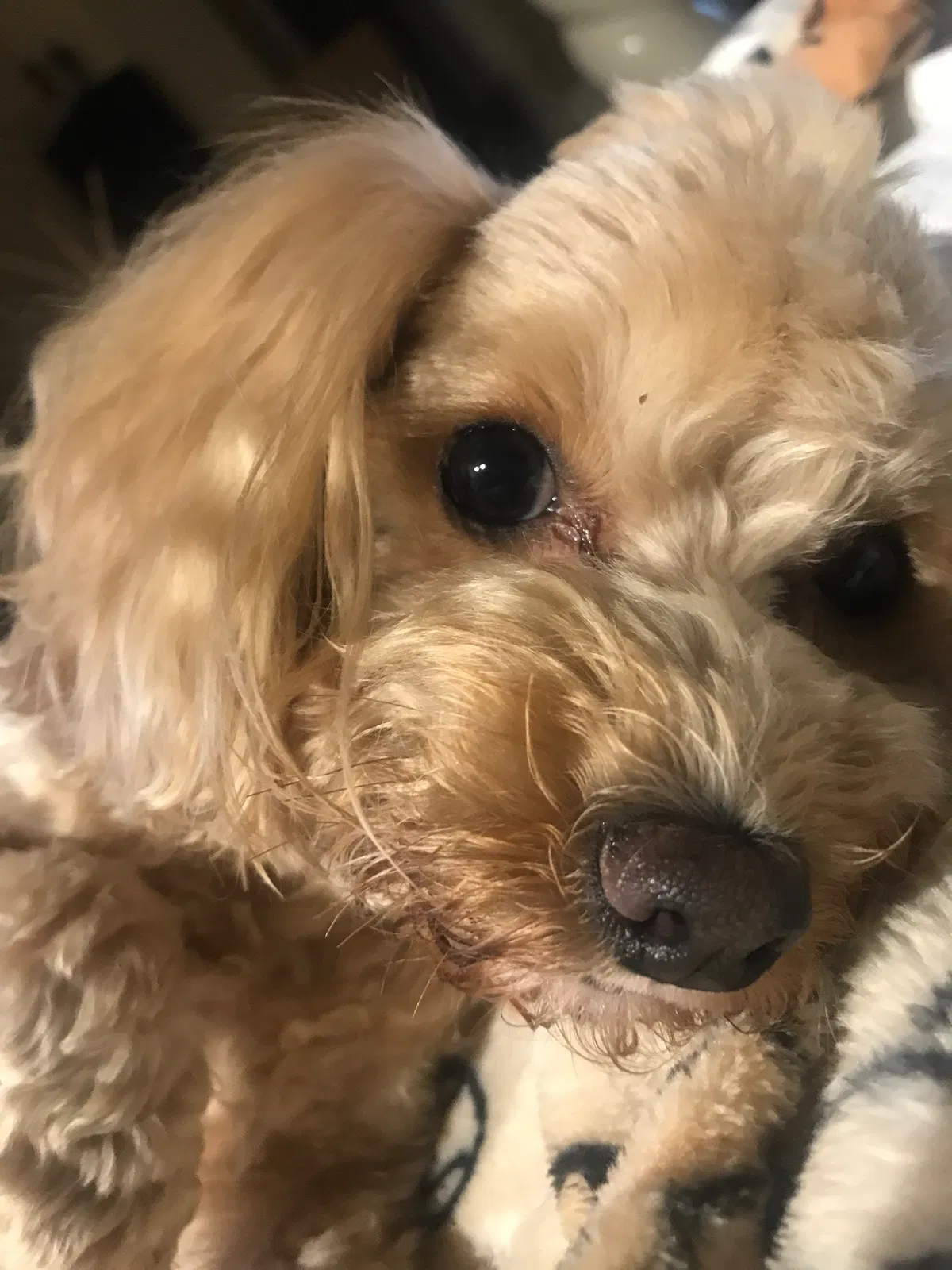 Lost dog in Jackson, TN, 38305