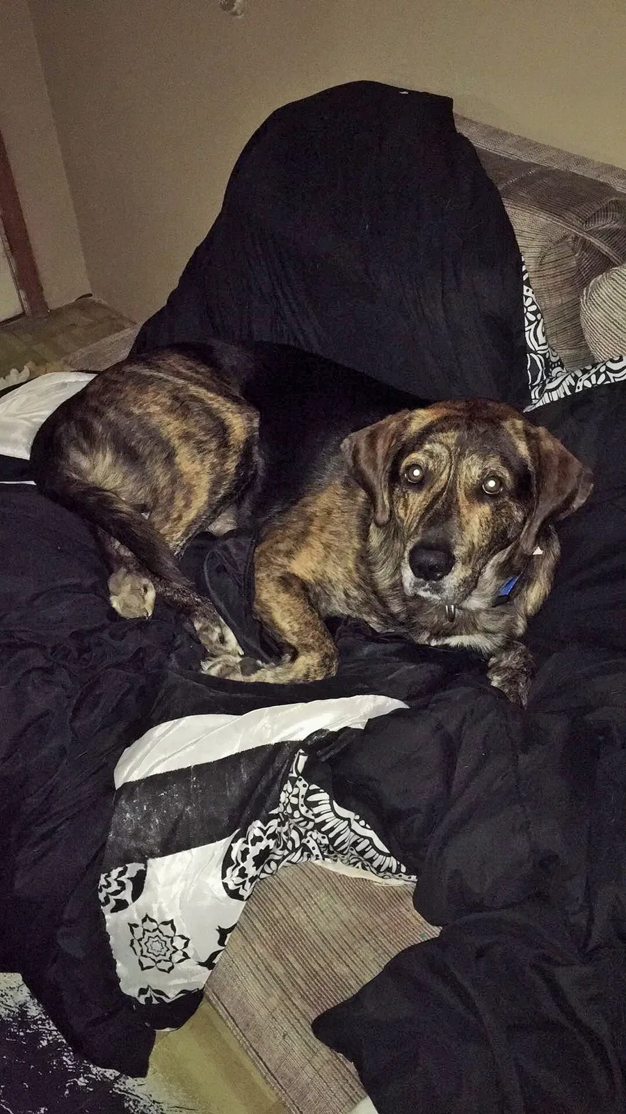 Lost dog in Harlan, KY, 40831