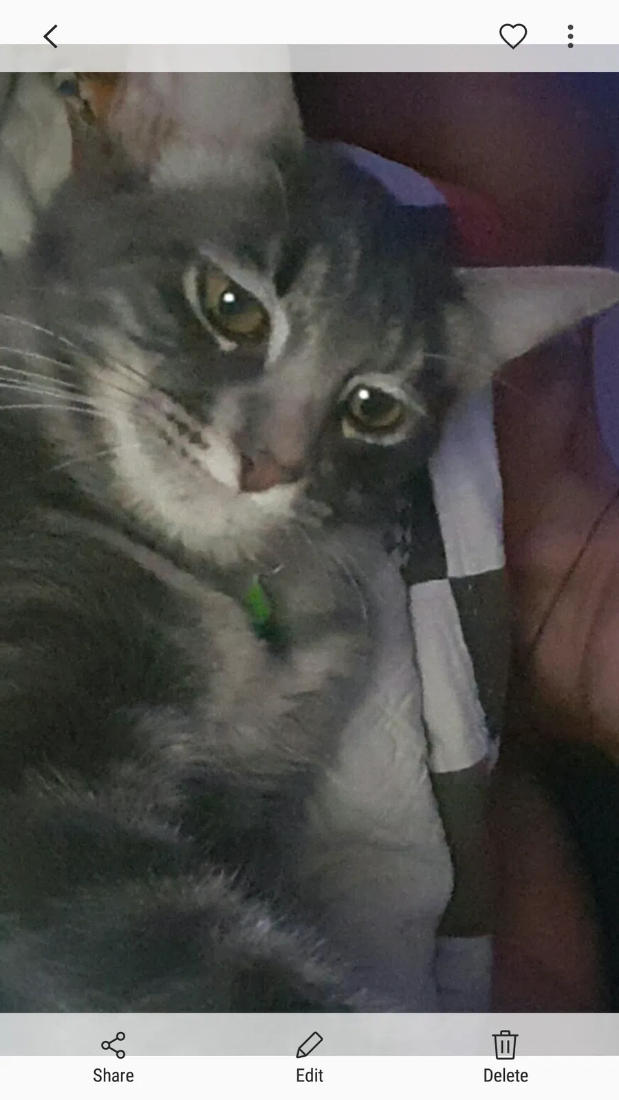 Lost cat in Edmond, OK, 73012
